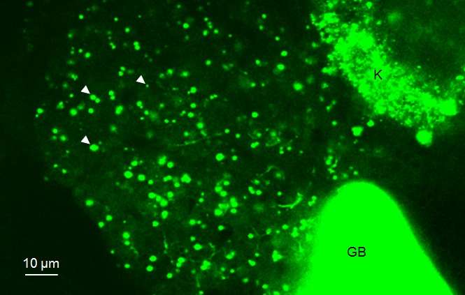 Scientists watch fat metabolism in live fish, observe real-time lipid biochemistry